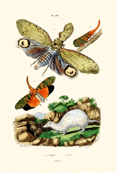 Lanternfly da French School